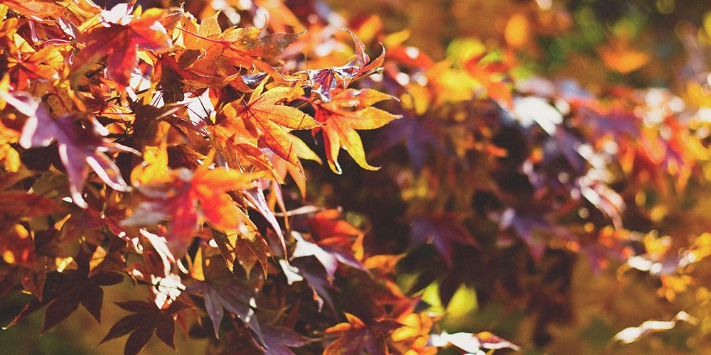 Praxis Hausärzte Aachen-West Dr. Müller, Bild Öffnungszeiten Herbst-Winter 2023.