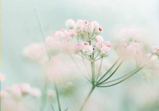 Foto von Blumen im Frühling