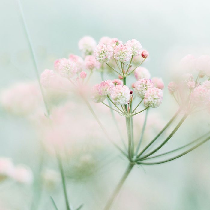 Foto von Blumen im Frühling