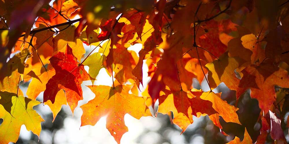 Bild Blätter im Oktober.
