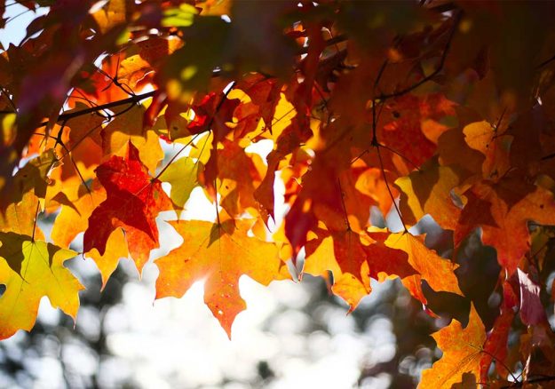 Bild Blätter im Oktober.