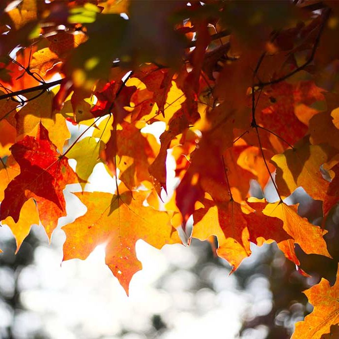 Bild Blätter im Oktober.