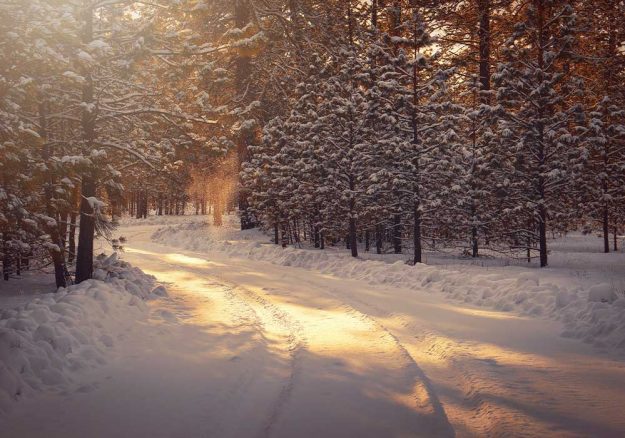 Verschneiter Weg im Wald bei Sonnenuntergang.